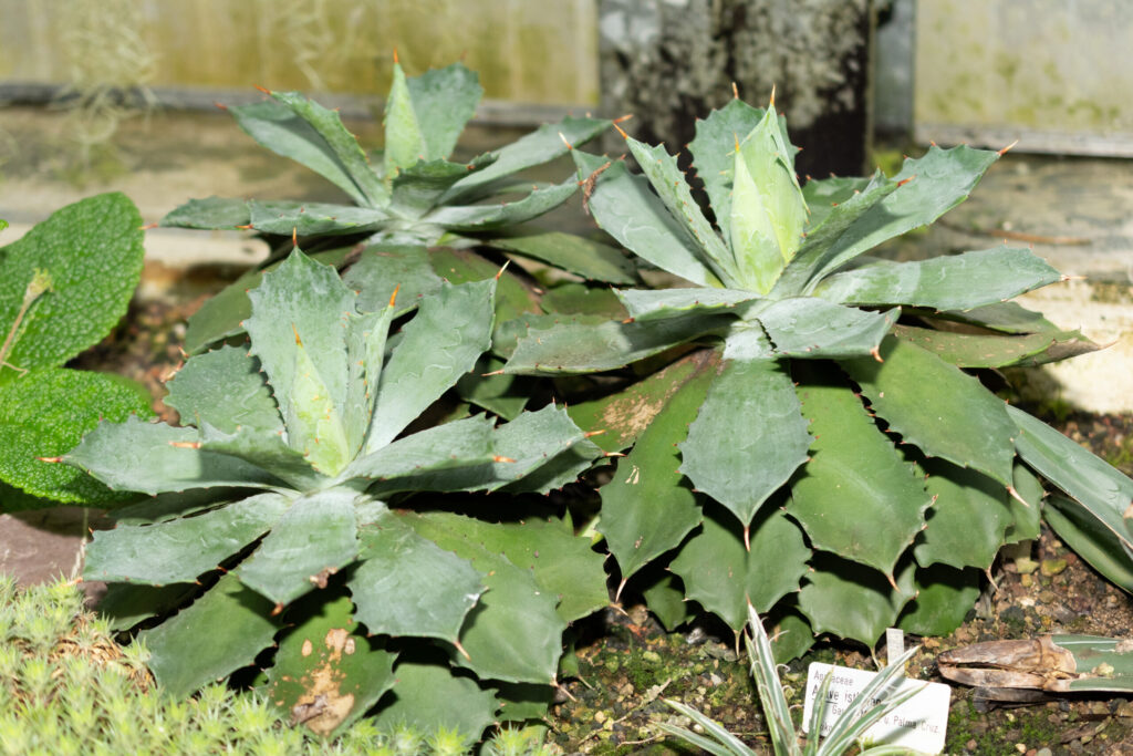 アガベ イシスメンシスの育て方