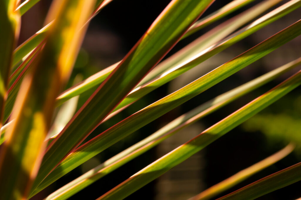 ドラセナ コンシンネ トリカラーの葉っぱの特徴