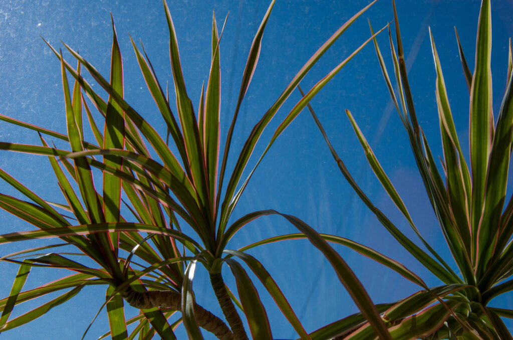 ドラセナ コンシンネ トリカラーの栽培環境