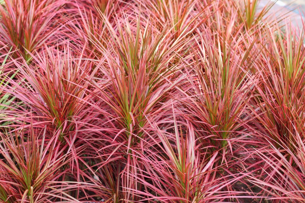 ドラセナ コンシンネ トリカラーの増やし方