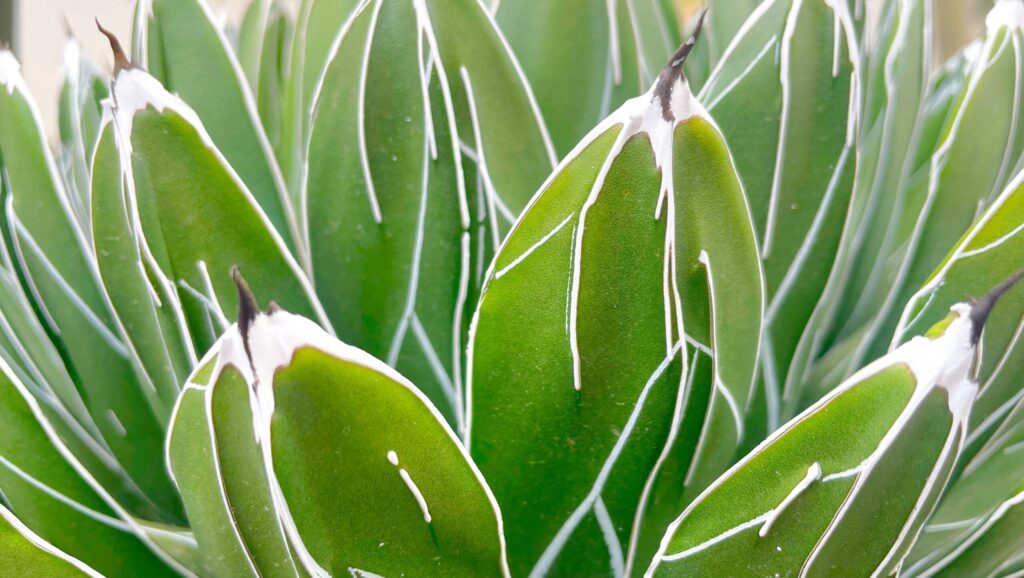 アガベ 笹の雪の葉っぱの特徴