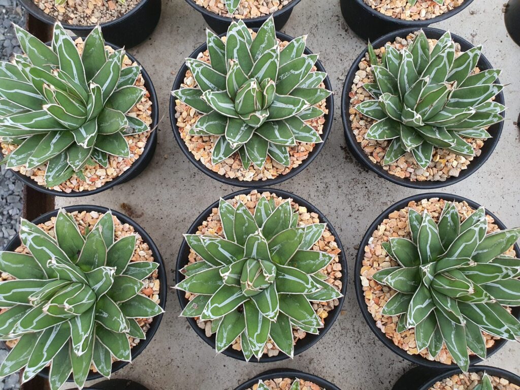 アガベ 笹の雪の育て方