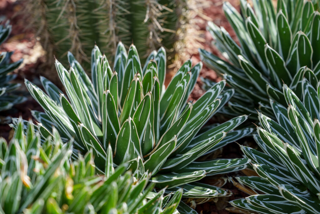 アガベ 笹の雪の増やし方