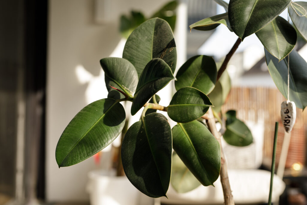 フィカス エラスティカ