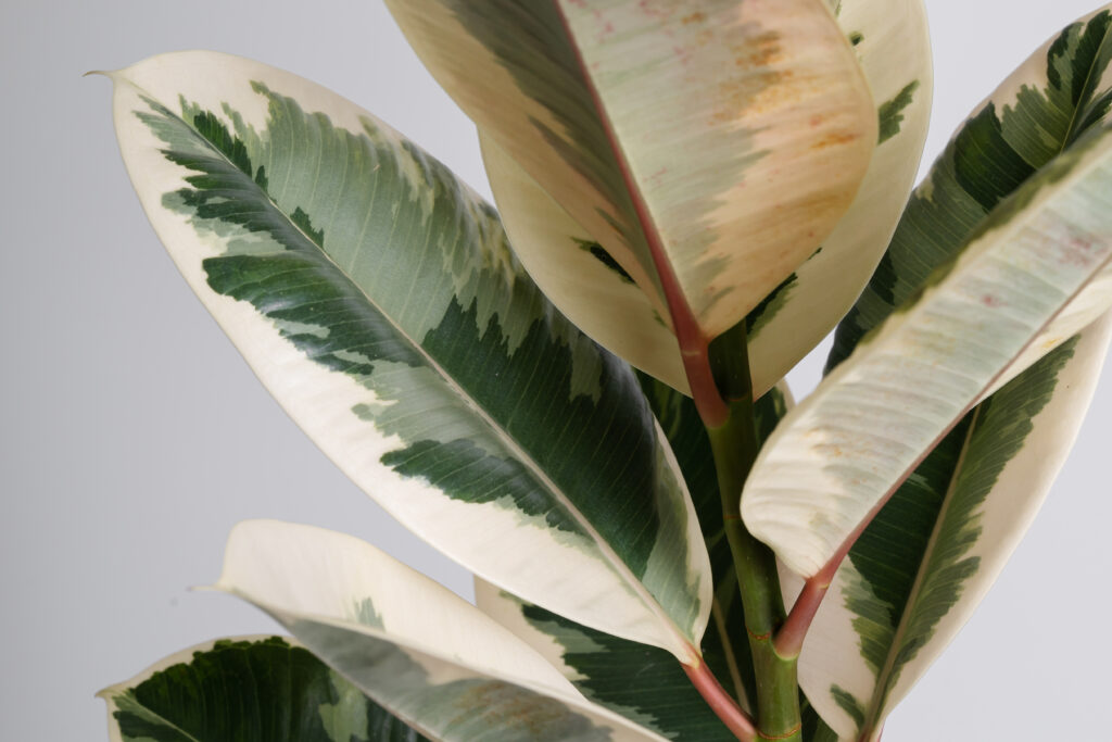 フィカス ティネケ