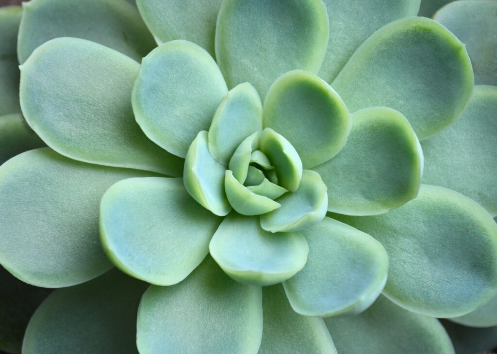 エケベリア チワワエンシスの葉っぱの特徴