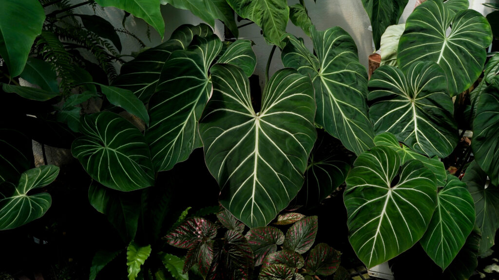 フィロデンドロン グロリオーサムの増やし方