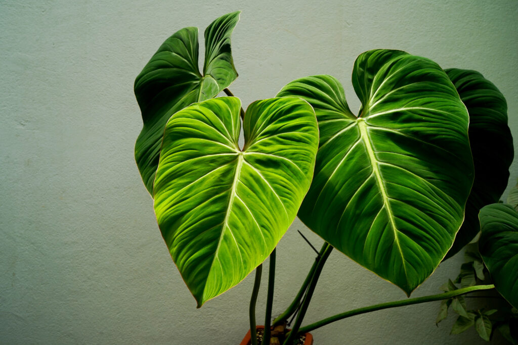 フィロデンドロン グロリオーサムの栽培環境