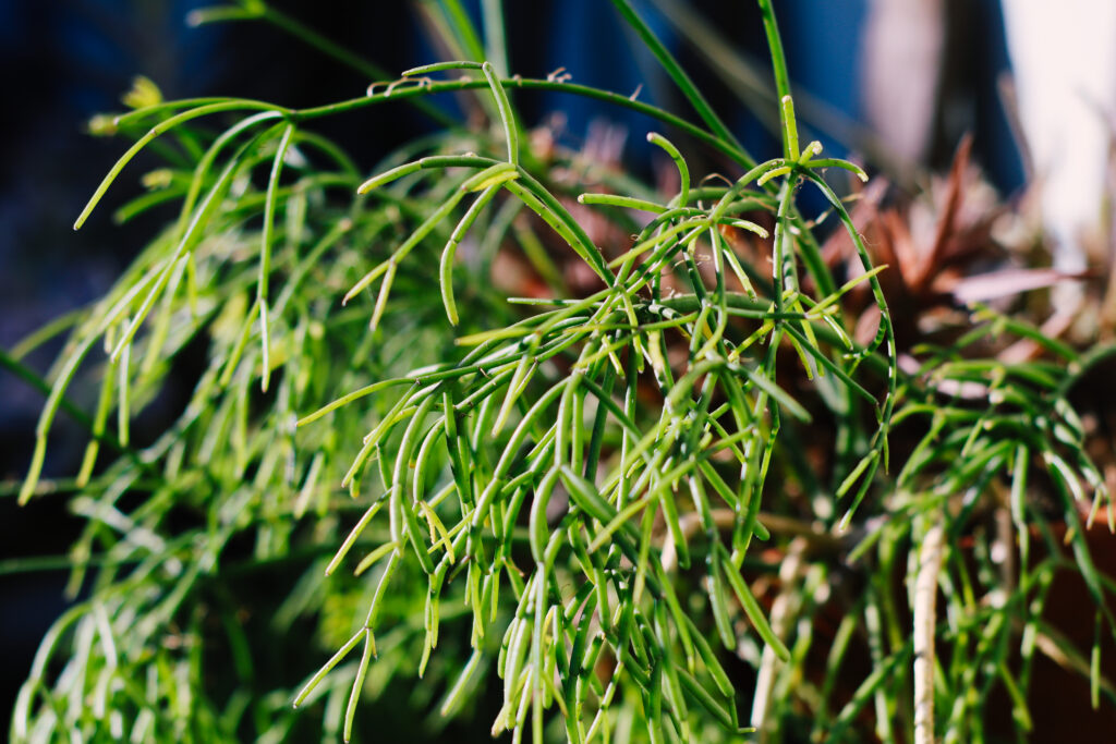 リプサリス ケレウスクラ