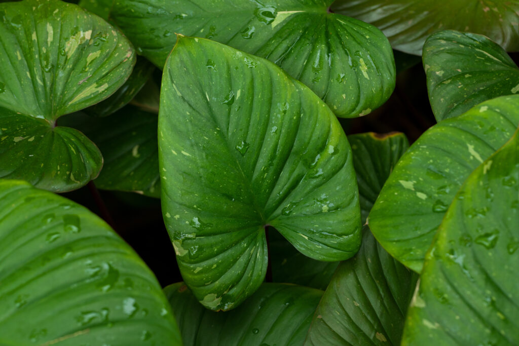 ホマロメナの育て方