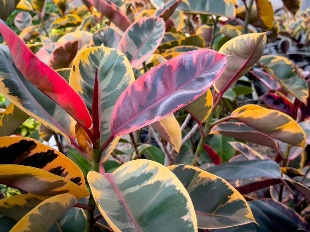 フィカス ルビー