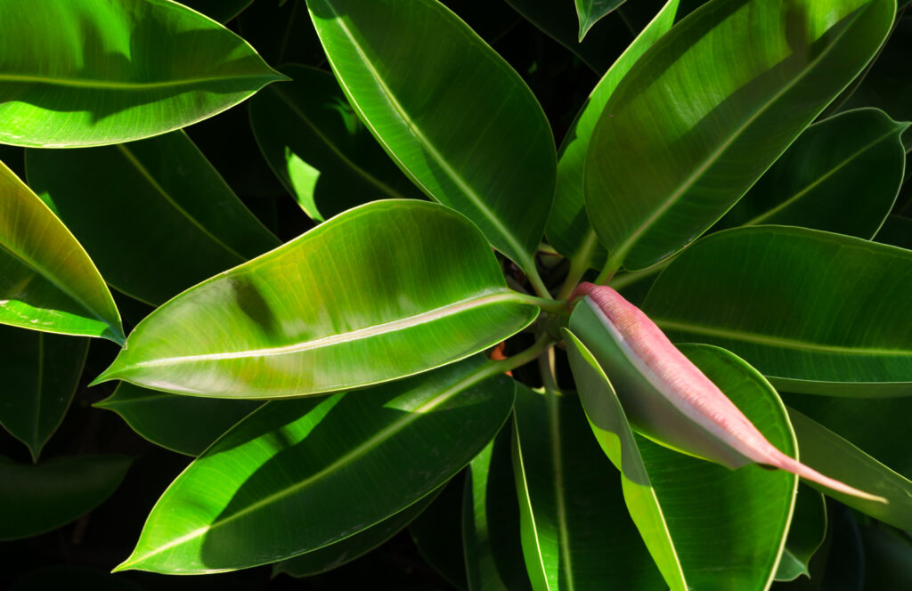 フィカス エラスティカの葉っぱの特徴