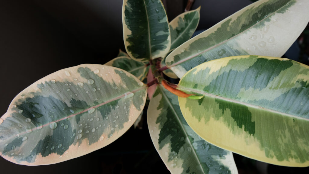 フィカス エラスティカの育て方