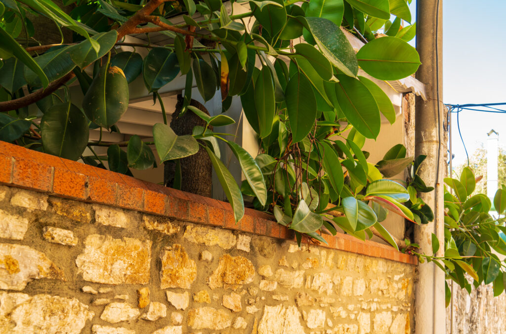 フィカス エラスティカの増やし方