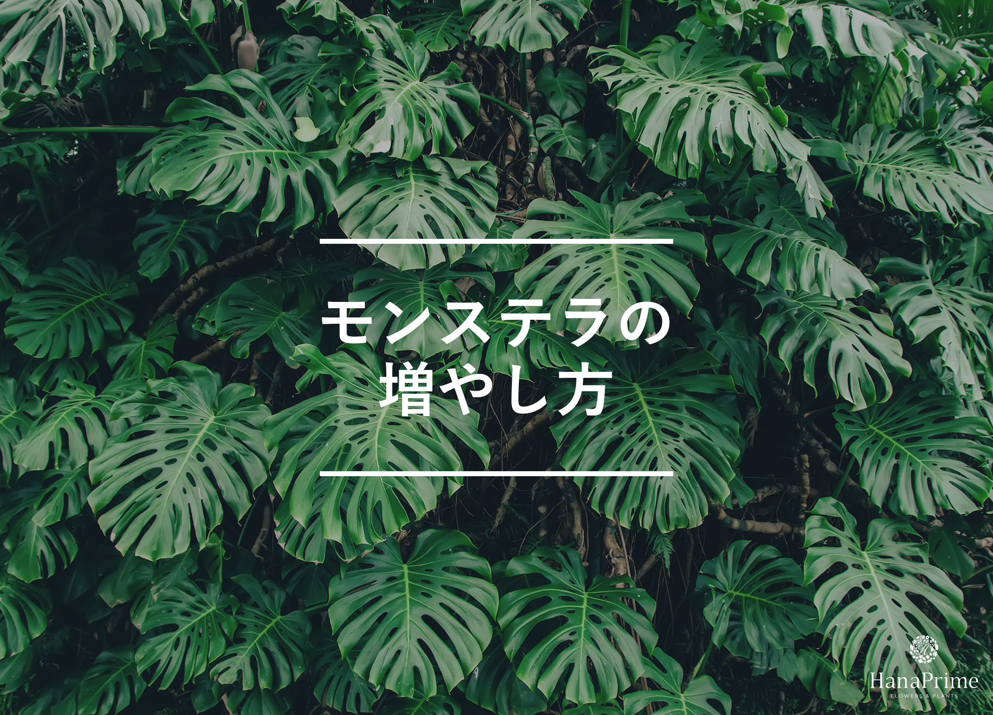 モンステラの増やし方
