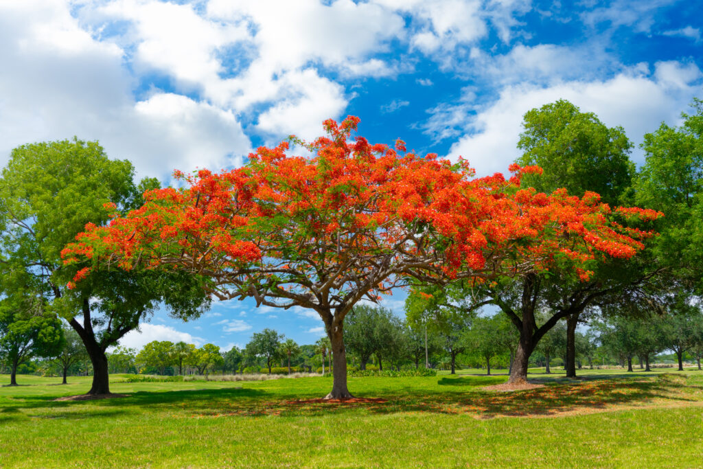 アケリフォリウス