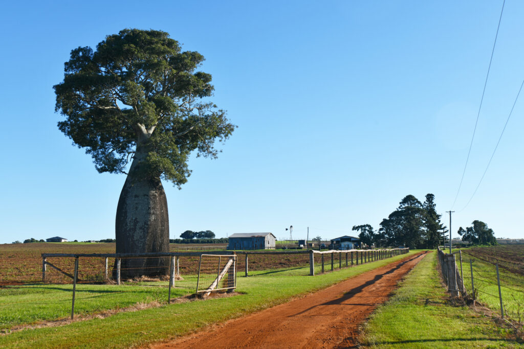 ボトルツリー（ブラキキトン）はどれくらい大きくなる？