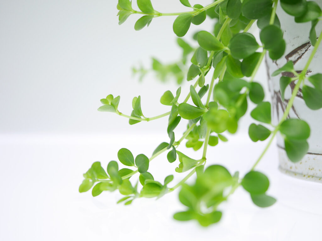 サンデルシー（スイカペペロミア ）