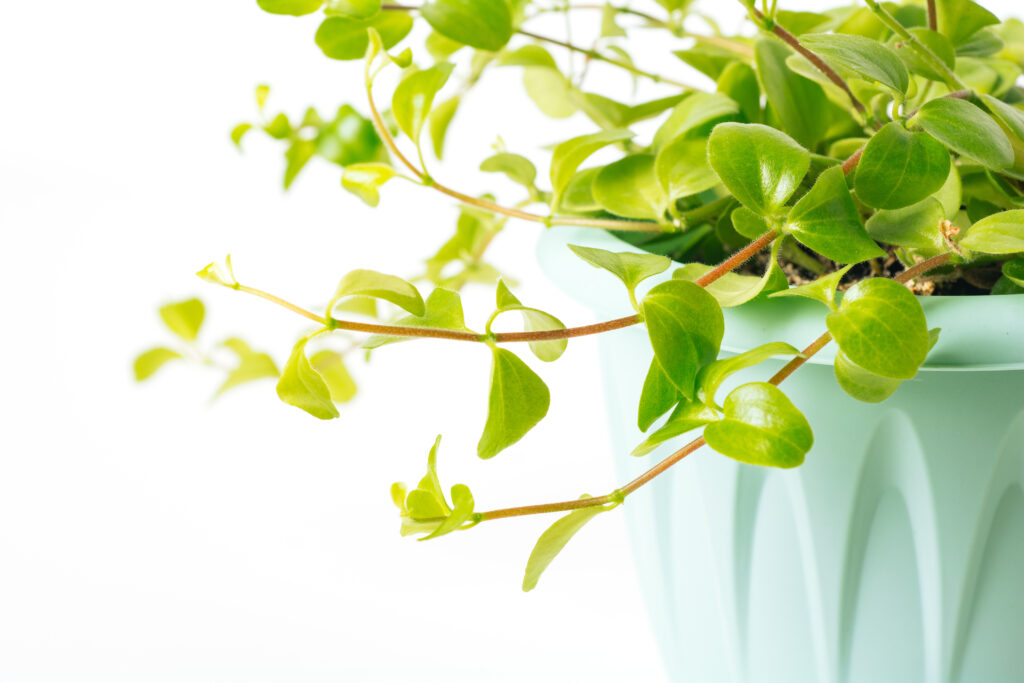 ラタンディフォーリア