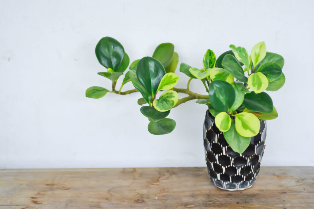 オブツシフォリア