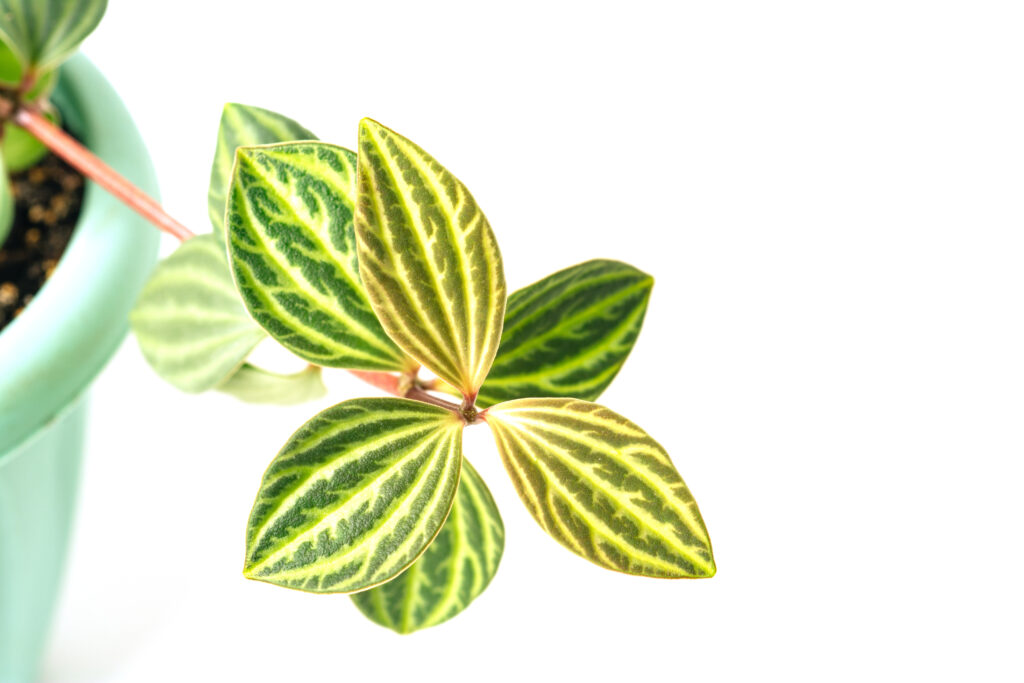 ペペロミア アングラータの葉っぱの特徴