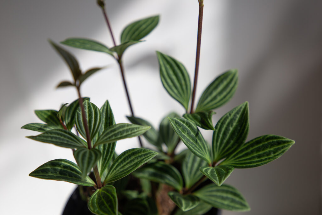 ペペロミア アングラータの育て方