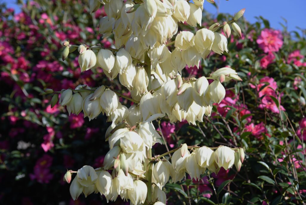 ユッカ キミガヨランはどんな花が咲く？