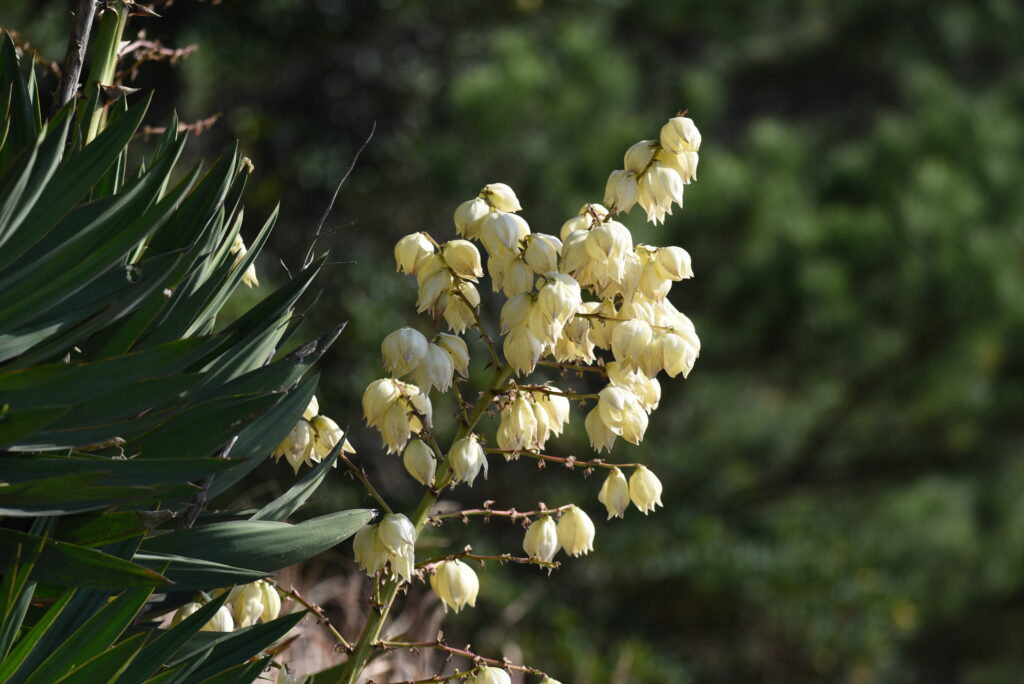 ユッカ キミガヨランの開花時期