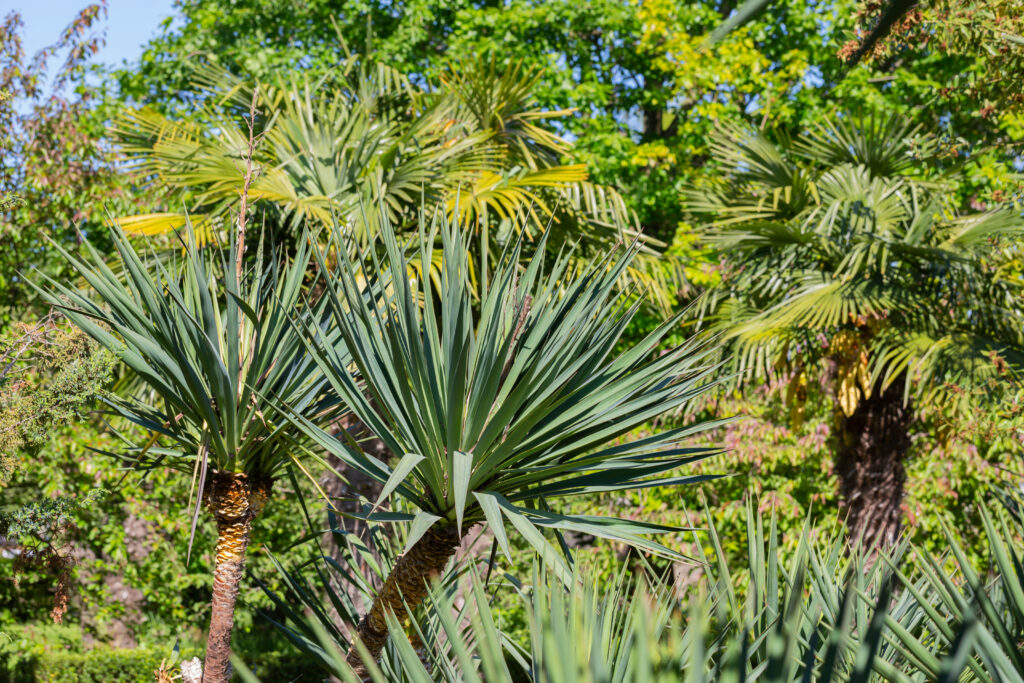 ユッカ グロリオサ