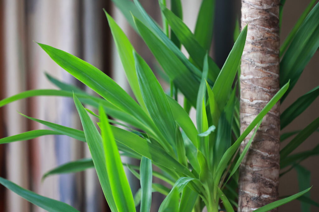 ユッカ エレファンティペス