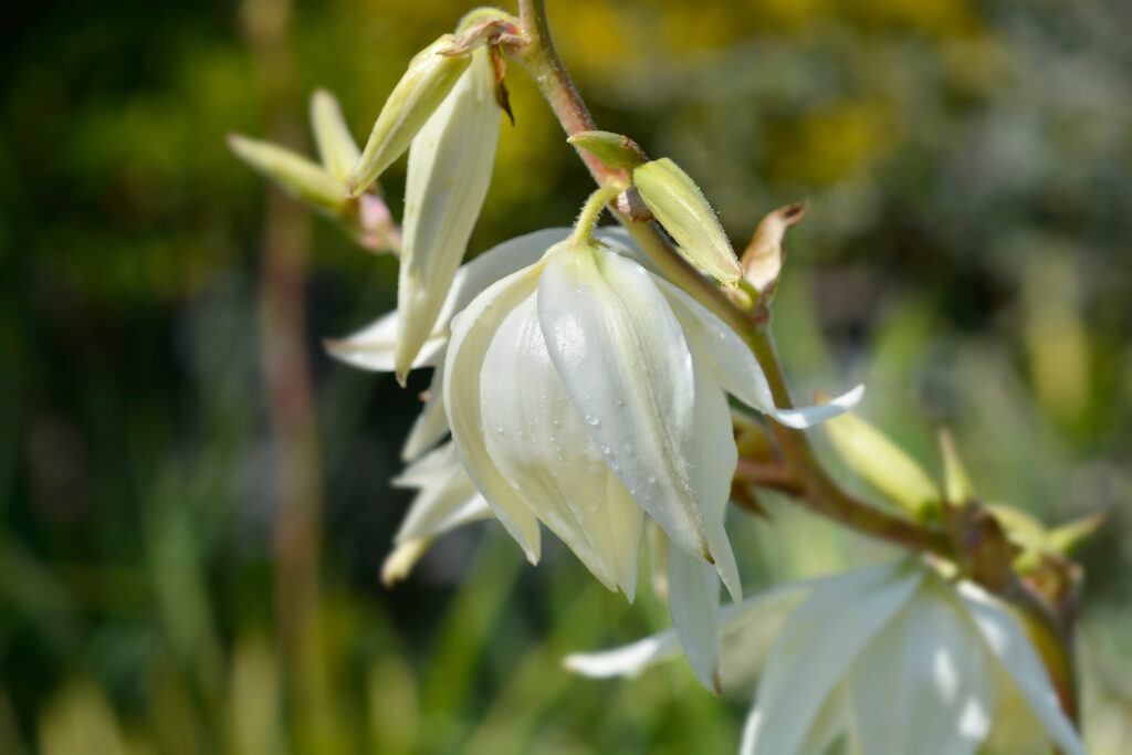 ユッカ ゴールデンソードはどんな花が咲く？