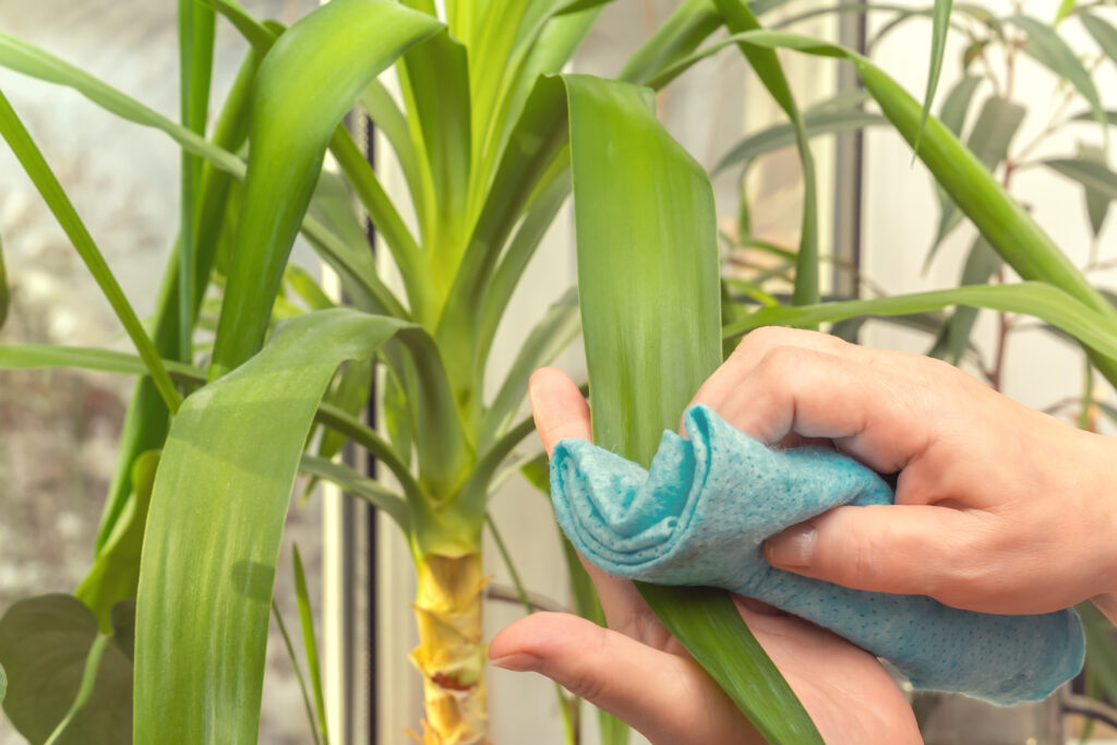 ユッカ アロイフォリアの育て方