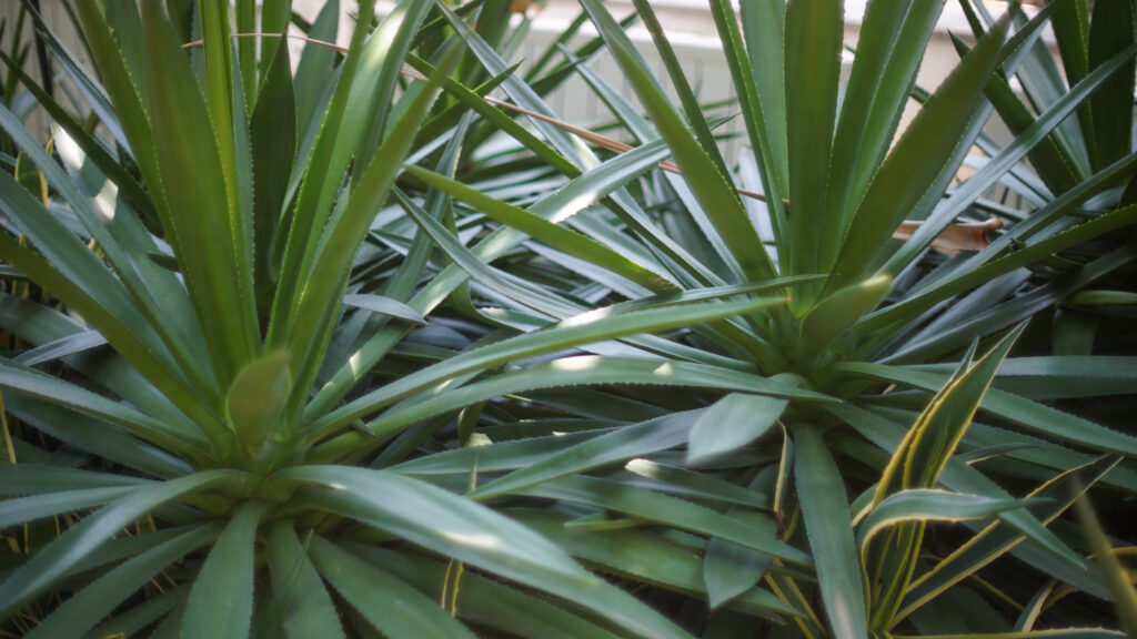 ユッカ アロイフォリアの増やし方