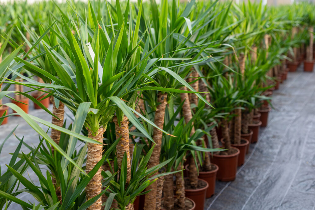 ユッカ エレファンティペス