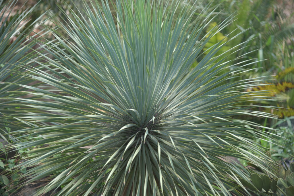 ユッカ ロストラータ