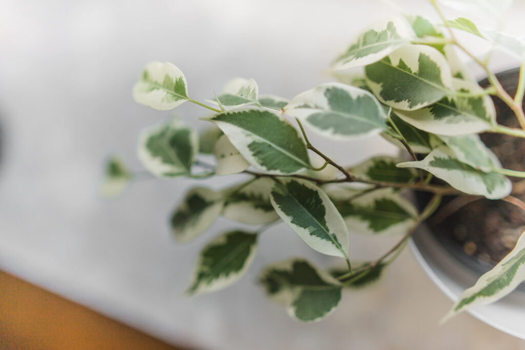 フィカス ベンジャミン スターライト