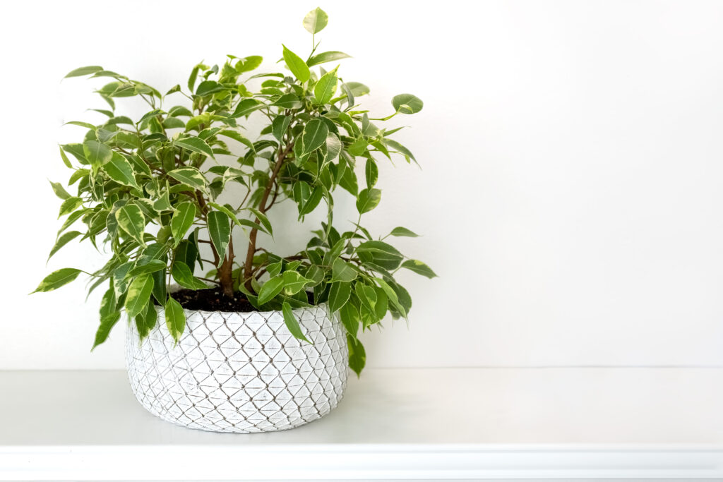 フィカス ベンジャミン ラブリー