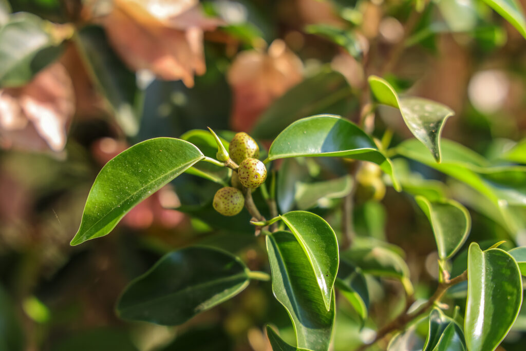 フィカス ベンジャミンはどんな花が咲く?