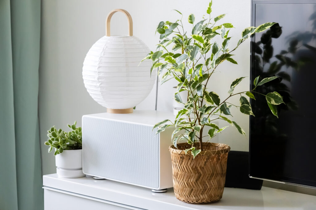 フィカス ベンジャミンの栽培環境