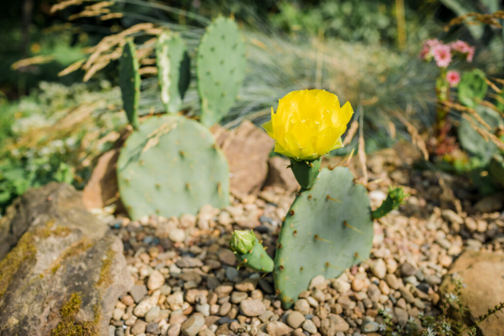 オプンチア エンゲルマニイ