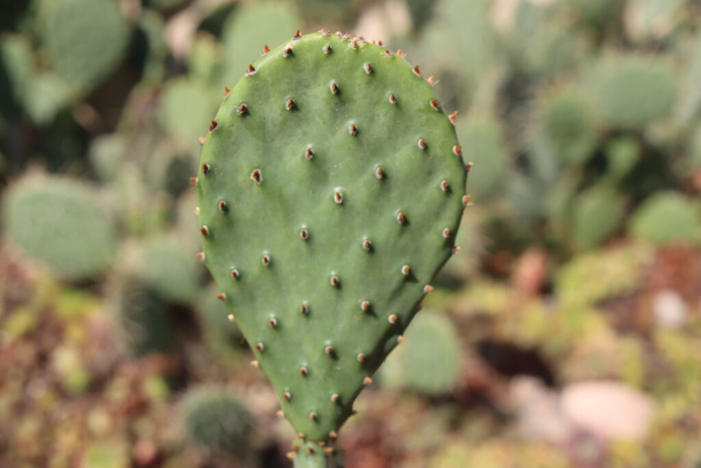 オプンチアの葉っぱの特徴