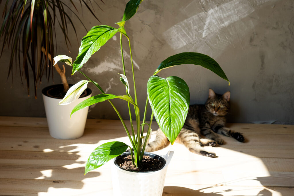 スパティフィラム センセーション