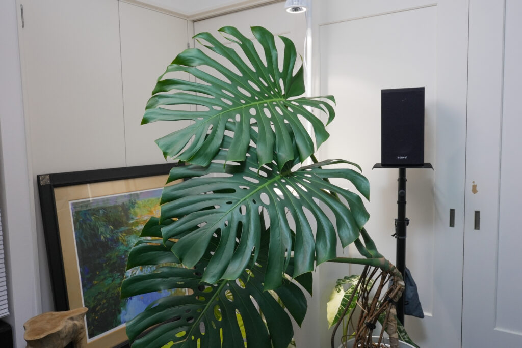 モンステラの育て方