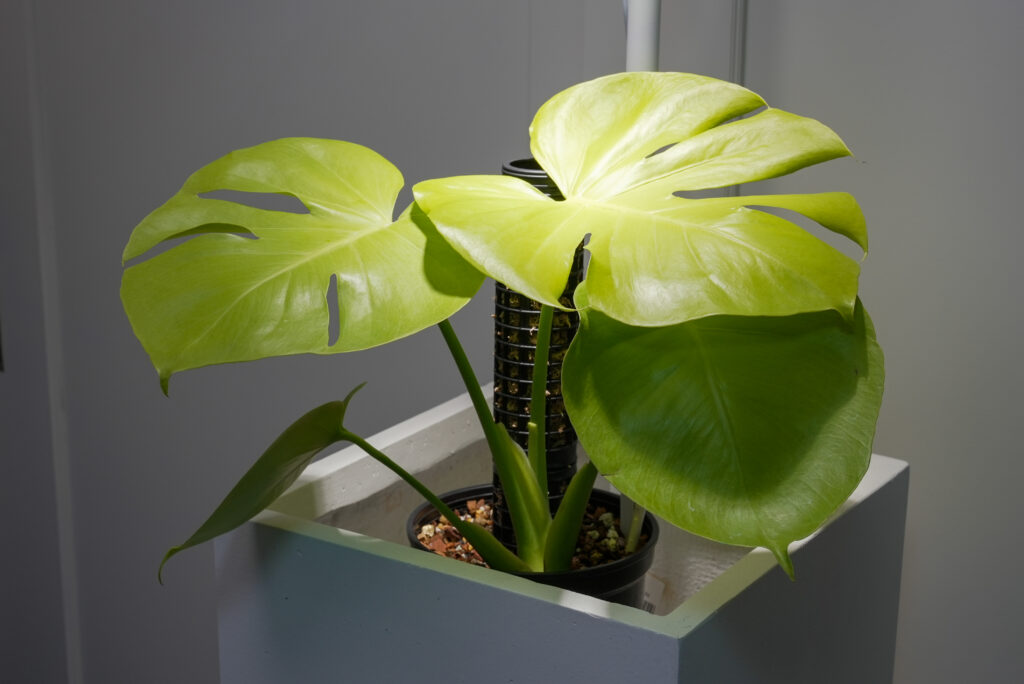 モンステラ イエロームーン