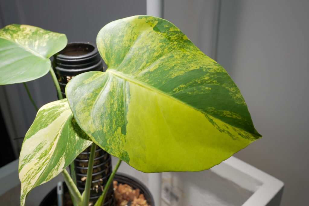 モンステラ イエローマリリン