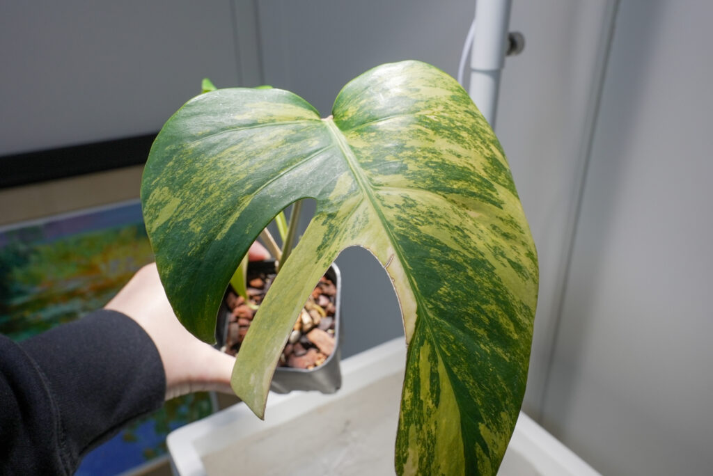 モンステラ オーレア(黄斑)