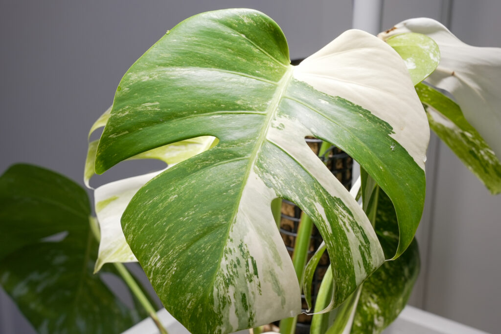 モンステラ ホワイトタイガー(白斑)