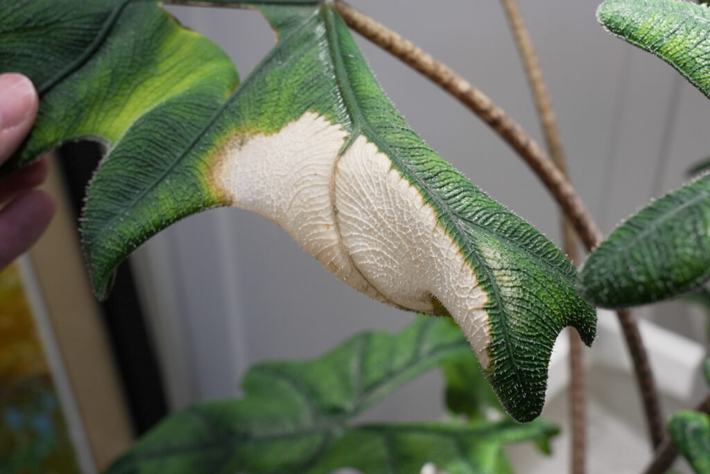 アロカシア ジャックリンは葉焼けしやすい