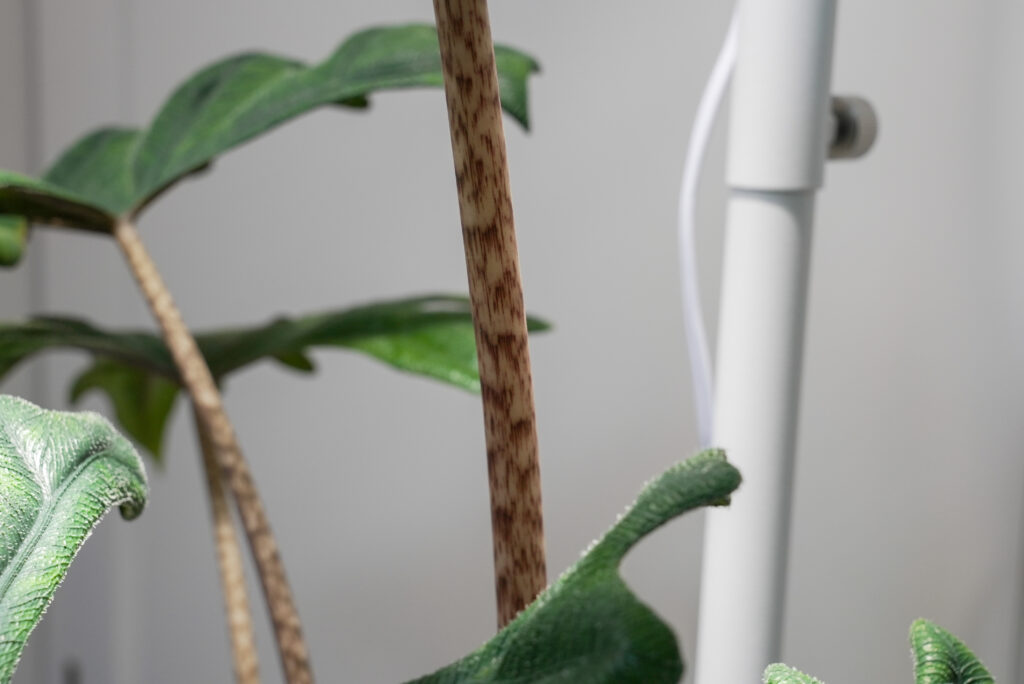 アロカシア ジャックリンが徒長したらどうする？