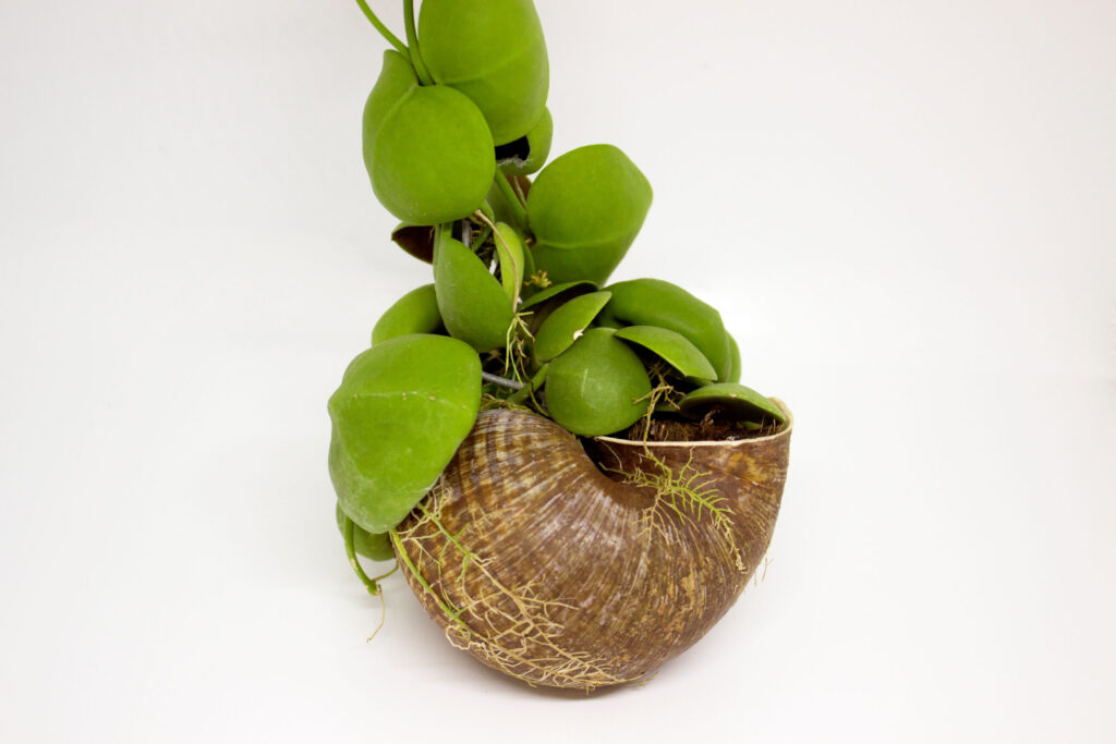 ディスキディア カンガルーポケット